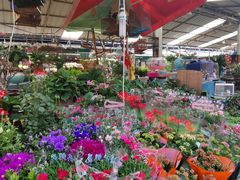 -曲阳花鸟市场(曲阳路店)