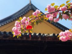 -龙华寺