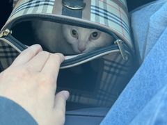 -A猫a狗全科·犬猫异宠·芥西宠物医院(南开总院)