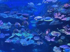 -暹罗海洋世界