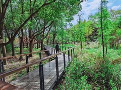 -昆山城市生态森林公园