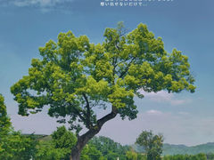 -龙坞茶村