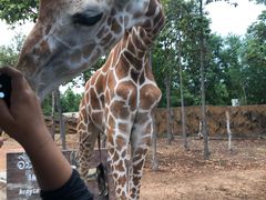 -清迈夜间动物园