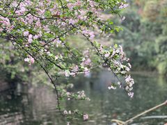 -棠湖公园