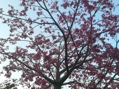 -神光山国家森林公园