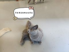 -猫友咖啡店(玉林西路店)