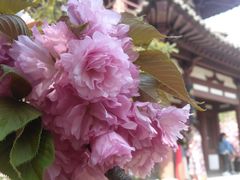 -西安青龙寺遗址景区