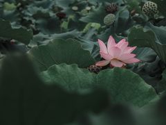 -三圣花乡旅游区