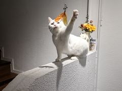 -琪喵猫屋·撸猫猫咖·猫舍