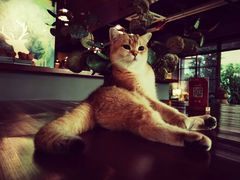 -咖法森林·咖啡  酒吧(天河店)