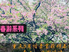 -南山植物园