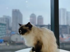 -怪兽屋·羊驼·猫咖·狗咖(俊华广场店)