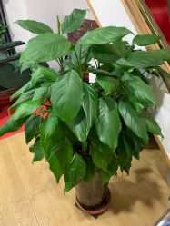 -ONE·男士国潮·美式渐变·理发馆·BARBER SHOP