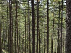 -苏木山森林公园