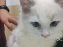 -宠颐生猫科·内科皮肤科(西平世纪城店)