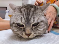 -美联众合动物医院(·中兽医·疑难杂症·严家桥分院)