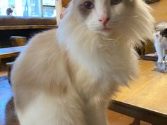 -猫猫幼稚园·撸猫·桌游·电玩