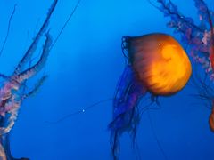 -太平洋海底世界