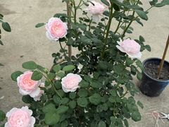 -青石桥花鸟鱼虫市场(叠翠城店)