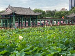 -莲花池公园