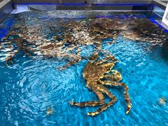 -盒马鲜生(大成店)