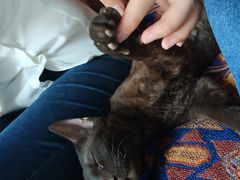 -喵屿·大理花园猫咖