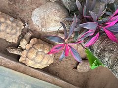 -海南热带野生动植物园