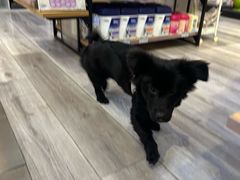 -BABIT巴比特宠物(MOMOPARK店)