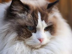 -喵屿·大理花园猫咖