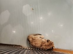 -未来动物城动物主题公园(大悦城店)