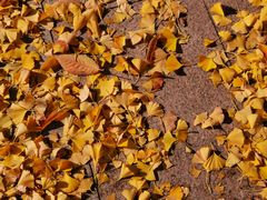 -天正河鲀·河豚亭(大连店)