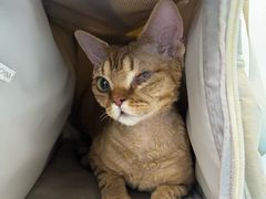 -纳吉亚猫专科动物诊疗中心(蒋宅口分院)