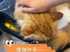 -平行世界·猫咖(首经贸店)