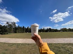 -上海共青森林公园