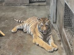 -西安秦岭野生动物园