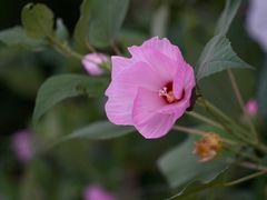 -东升八家郊野公园