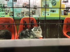 -猫咪博物馆(顶澳仔猫街店)