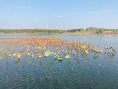 -溱湖国家湿地公园