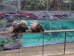 -清迈夜间动物园