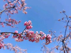 -宏泰园蔬果专业合作社