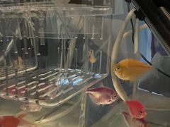 -青石桥花鸟鱼虫市场(叠翠城店)