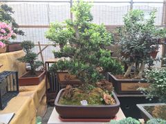 -秦美花卉(天朗·莱茵小城2期店)