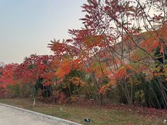 -黄金寨原生态旅游区