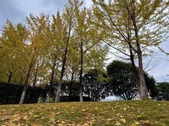 -月湖风景区