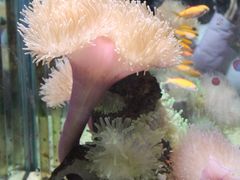 -太平洋海底世界