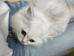-千城康桥宠物医院·猫科·骨科·心脏