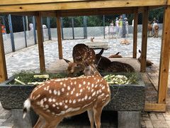 -长白岛森林公园