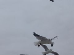 -天津东疆湾沙滩景区