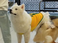 -怪兽屋·羊驼·猫咖·狗咖(俊华广场店)