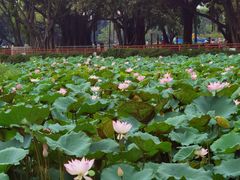 -荔湾湖公园